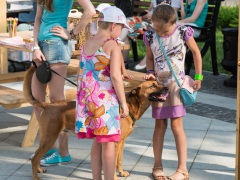 Бездомные породистые собаки нашли новых хозяев на выставке в парке "Останкино"