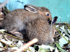 В Московском зоопарке родилось двое зайчат