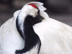 В столице появится первый парк птиц с цаплями и журавлями