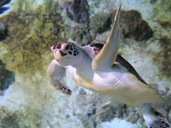 Редкая морская черепаха появилась в "Москвариуме" на ВДНХ
