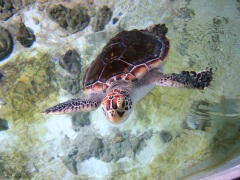 Редкая морская черепаха появилась в "Москвариуме" на ВДНХ