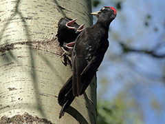 В парке "Останкино" и на территории ВДНХ начали гнездование редкие и исчезающие виды птиц