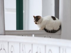 Найди котика: истории усатых "сотрудников" московских музеев