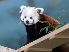 Московский зоопарк запустил реалити-шоу с участием красных панд и диких кошек