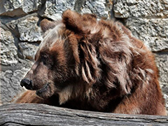 В московском зоопарке проснулись медведи