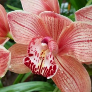 Редкая орхидея Дракула горгона из Колумбии расцвела