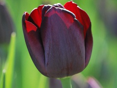 Самые чёрные в мире тюльпаны распустились
