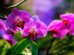 3 марта - акция 'Хочу орхидею!' в 'Аптекарском огороде'