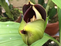 Орхидея-тюльпан Ангулоа Рукера расцвела в "Аптекарском огороде"