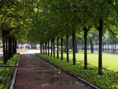 Зелёный пояс Москвы: на Садовом кольце высадят груши, рябину и липы