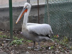 Пеликан Матвей в московском зоопарке